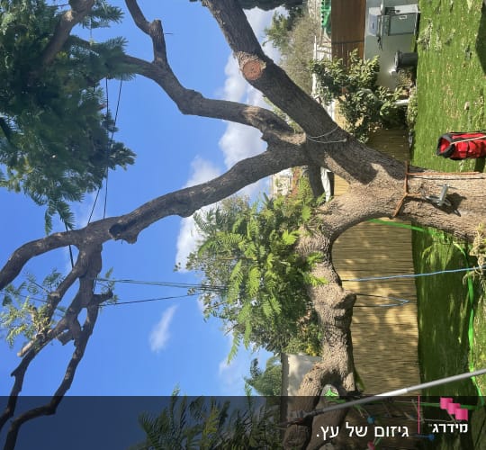 עץ גזום עם חבלים וכלי גיזום
